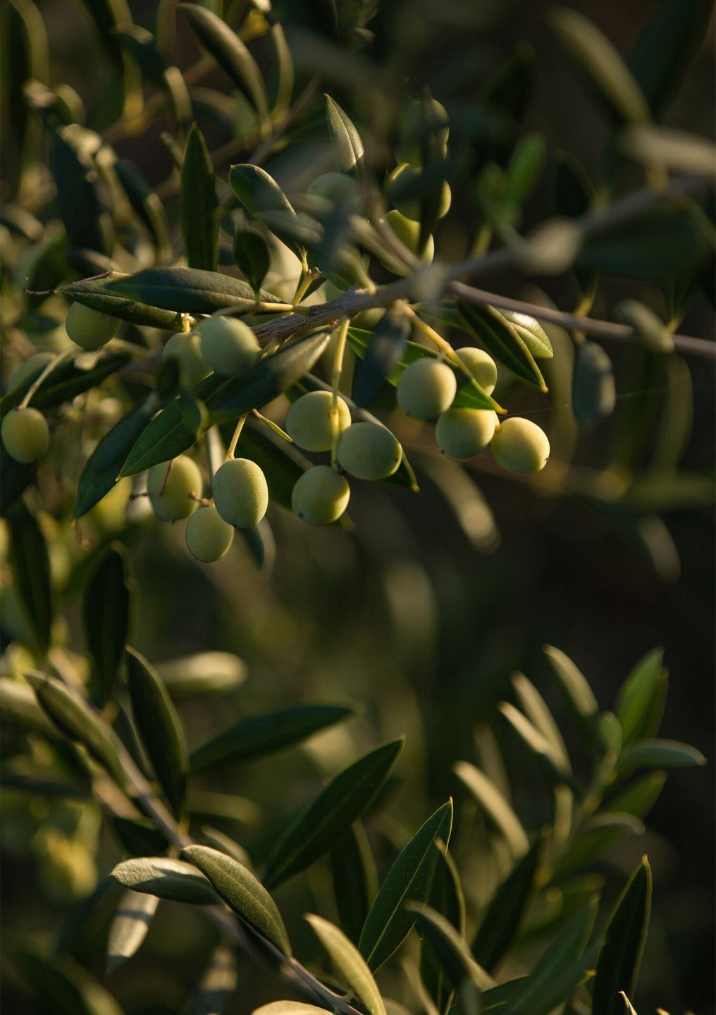 ARBEQUINA