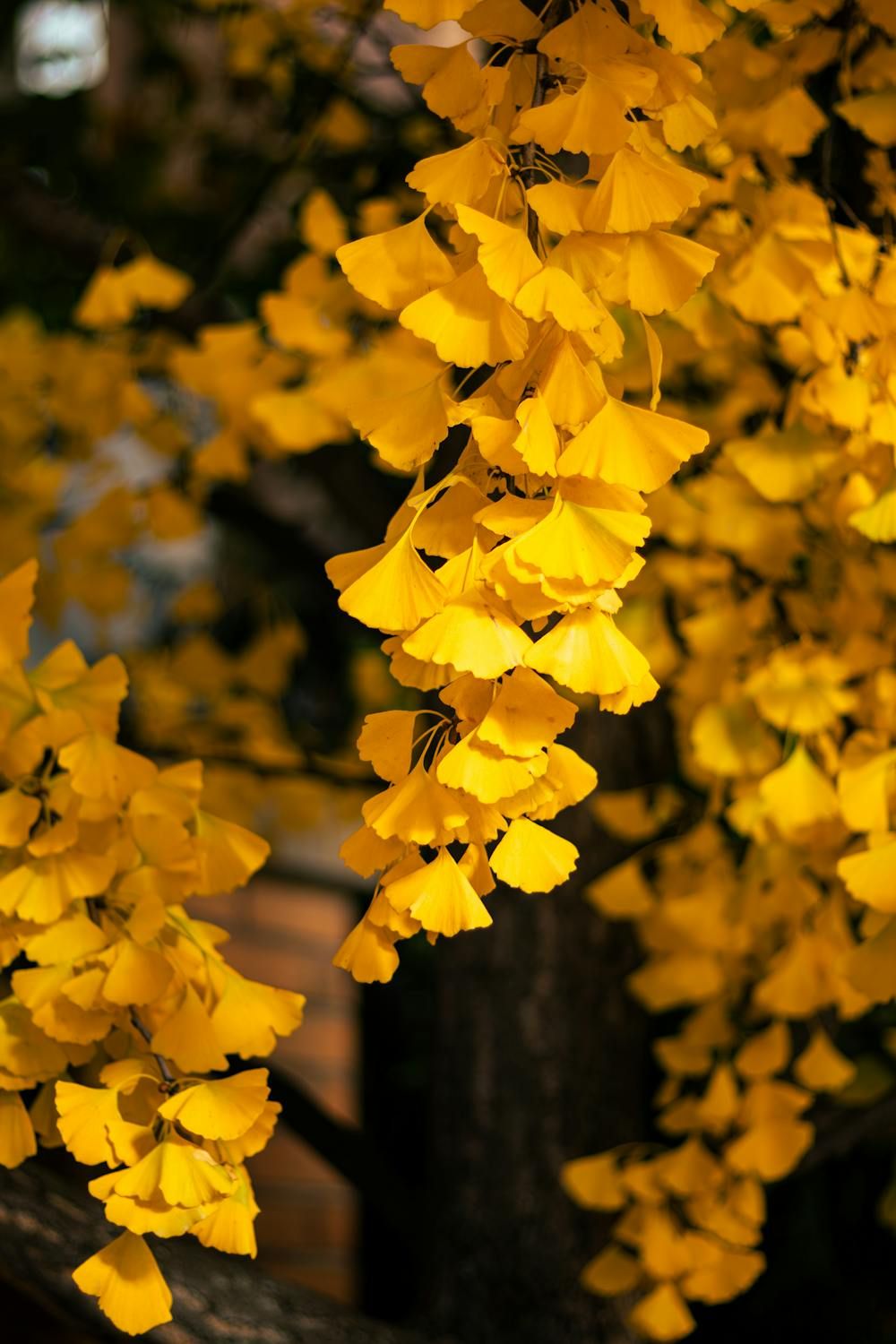 Ginkgo