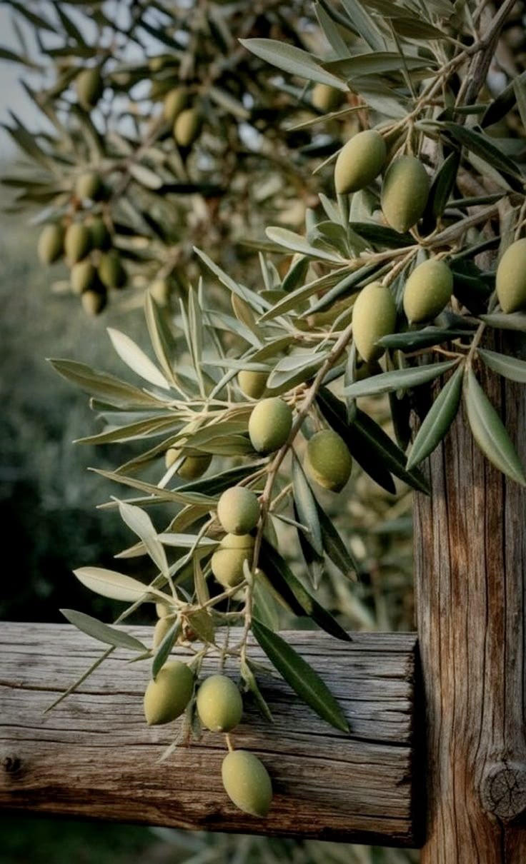 OLEUROPEIN
