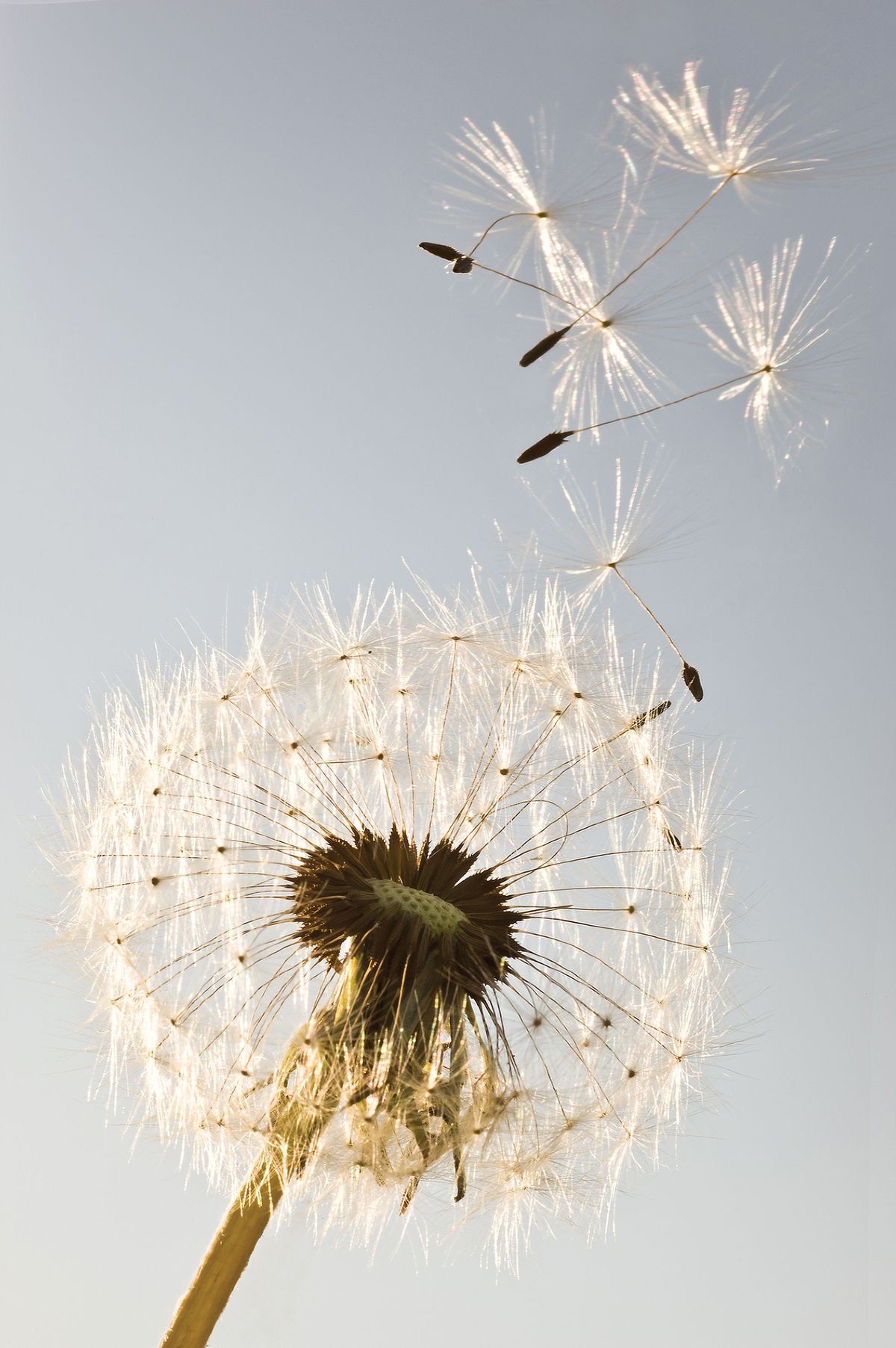 Dandelion