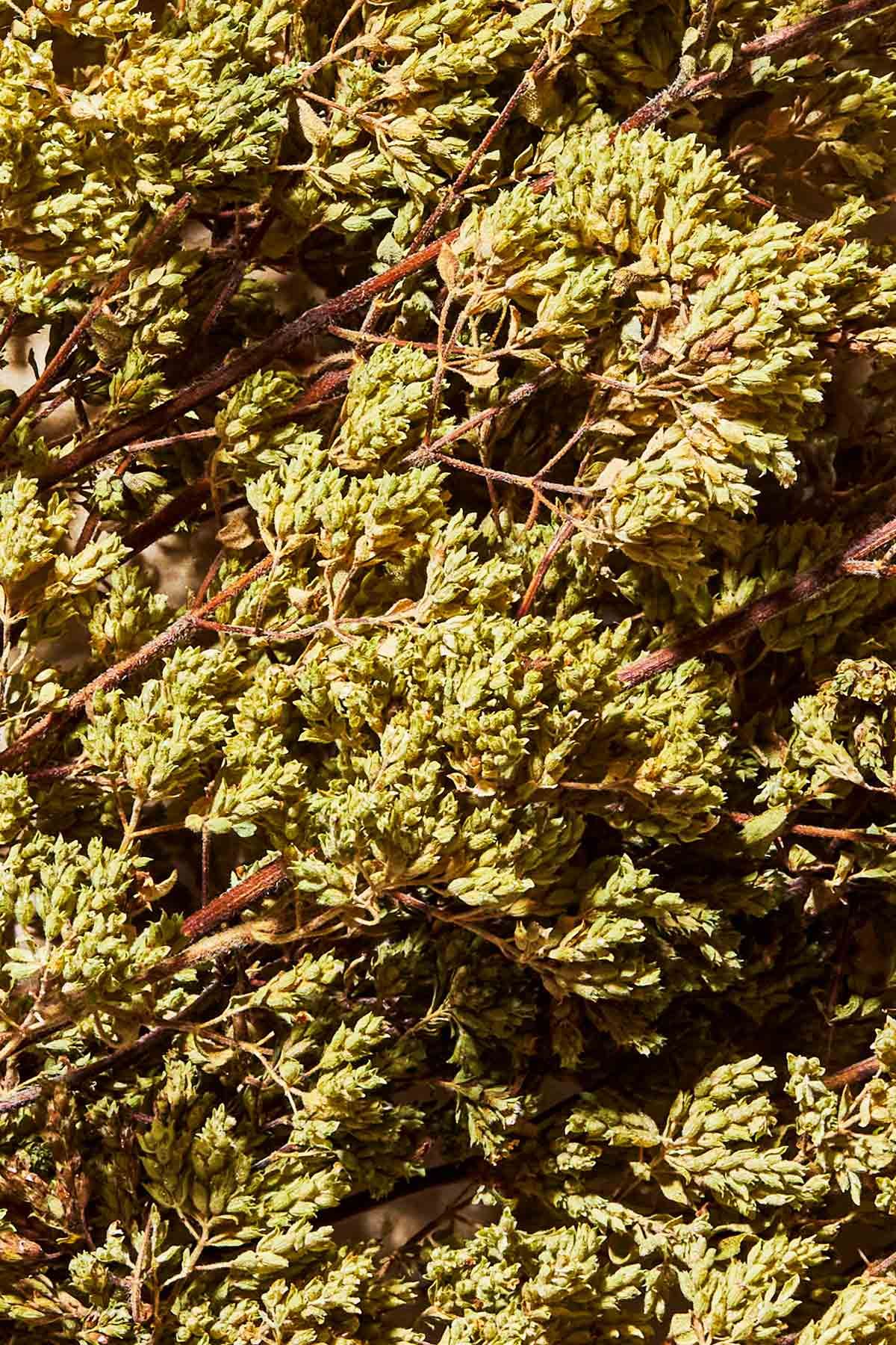 OREGANO
