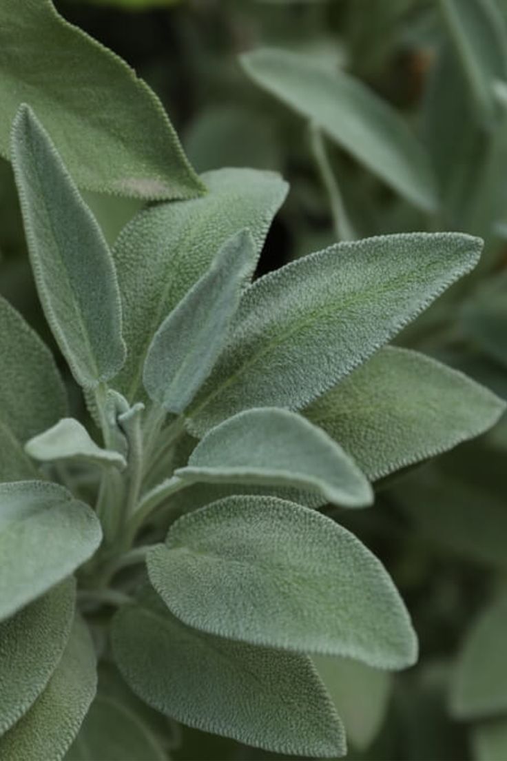 Sage