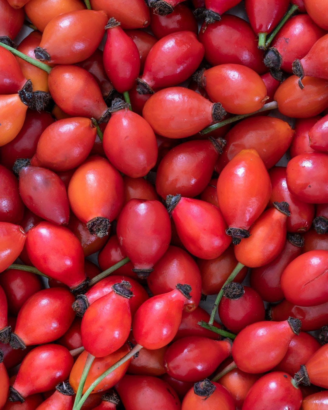 Rosehip