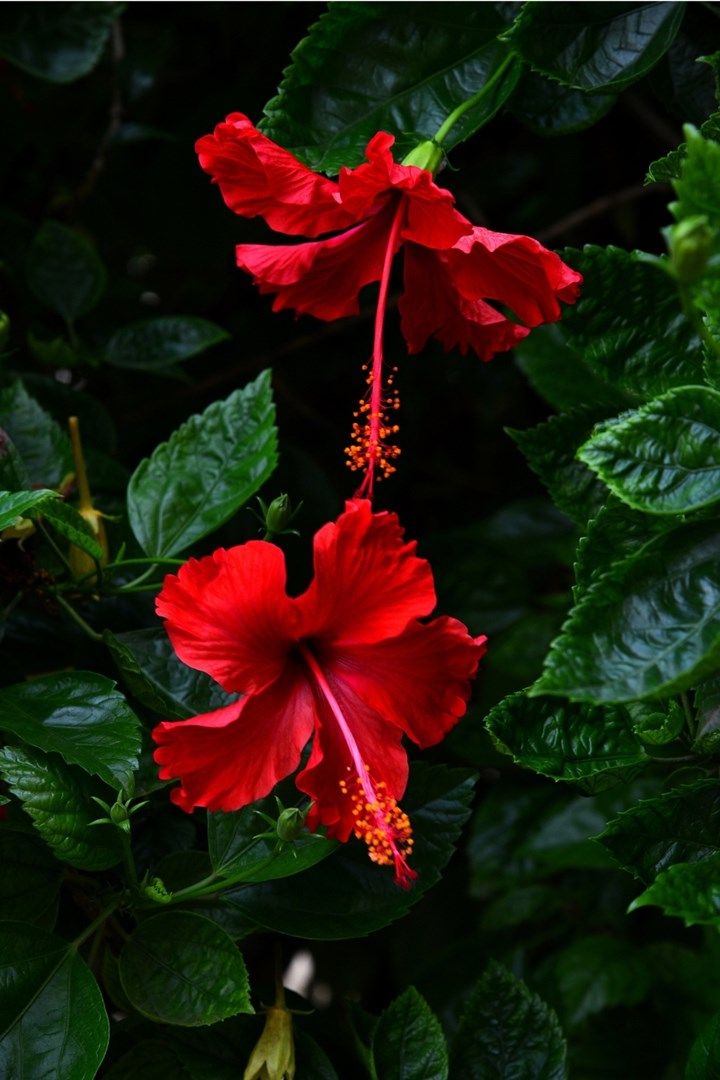 Hibiscus